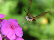 the long proboscis of the hummingbird hawk-moth 