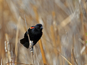 Red Winged Blackbird