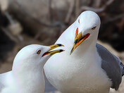 Adult Ring-billed Gulls