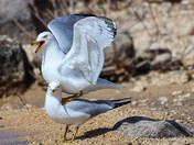 Balancing Act