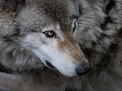 Big Bad Wolf