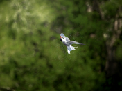 Dancing Tern