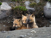 Curiosity 
