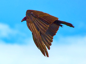 Circling 