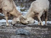Bighorn Sheep Clashing