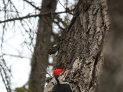 Pileated Woodpecker