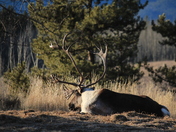 Caribou Basking In Sun