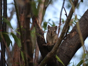Curious Squirrel
