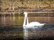 Trumpeter Swans