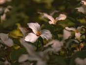 Trillium Season