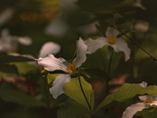 Trillium Season 2