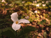 Trillium Season 3