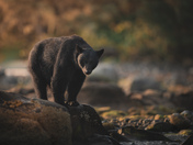 Black bear at sunrise 