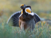 Sooty Grouse 