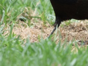 Common Grackle