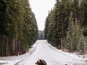 Grizzly bear family crossing the road
