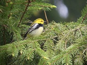black throated green warbler