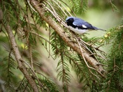 black throated blue warbler