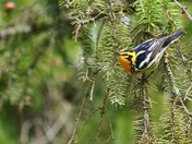 blackburnian warbler