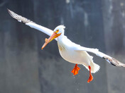 Gear Down, Wings Out