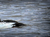 Goldeneye