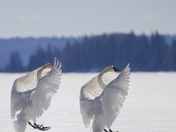 Synchronized Landing