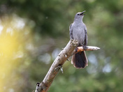 Morning Melody of the Catbird 