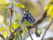 The Watchful Warbler 
