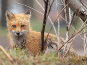 Watchful Mother, Wondering Kit 