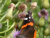 Vanessa Atalanta, the Red Admiral