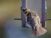 Female Grosbeak Fans Her Tail Feathers