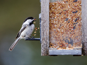 Black-capped Chickadee Making a Mess