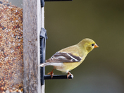 American Goldfinch Female