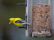 American Goldfinch Male