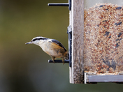 Nuthatch, Female