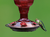 Ruby-throated Hummingbird Female