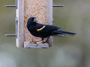 Red-winged Blackbird with Sunflower Seed