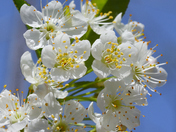 Spring White Flower with Yellow Pistil