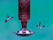 Can't Get Enough of Hummingbirds