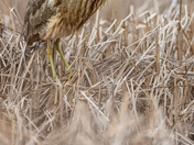 American bittern