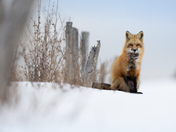 Poor little fox