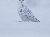 Snowy