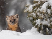 pine marten