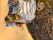 boreal owl