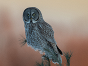 Great grey owl