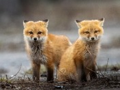 Siblings