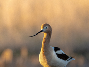 American avocet