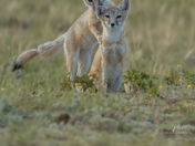 Swift fox 
