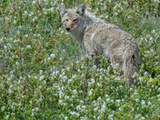 Coyote 