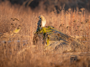 Short eared owl